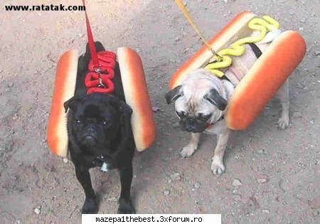 hmmmmmmmmmm - daca te duci la fast food si ceri un hot-dog si - CATERINCA